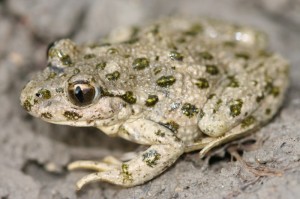 Biodiversité : pélodyte pontué