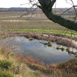 Une mare dans les vignes