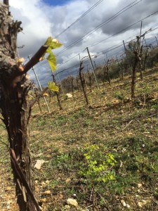 bourgeons chardonnay-1 bis