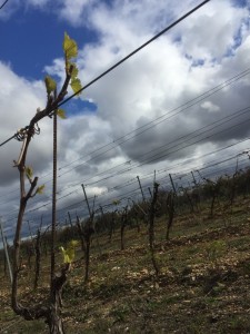 bourgeons chardonnay-2 bis