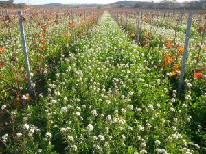 Le réveillon des Abeilles