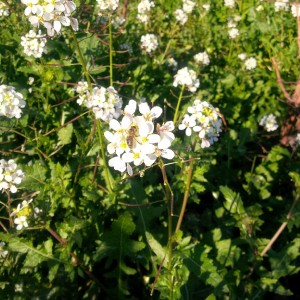 Le réveillon des Abeilles