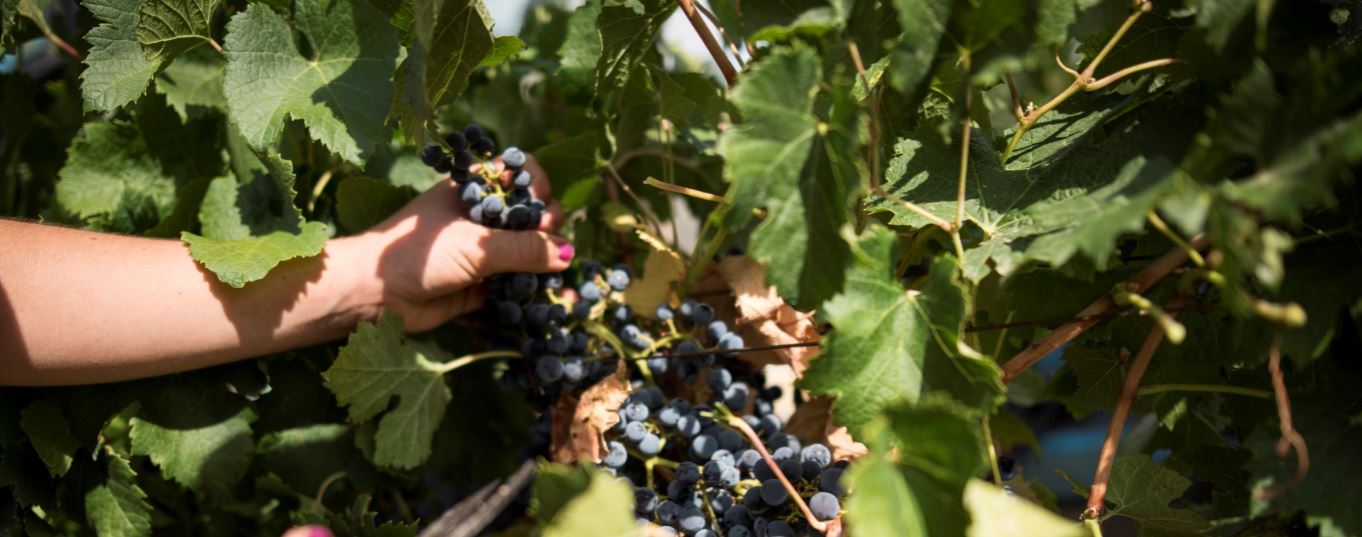 Une jolie grappe de raisin du millésime 2017