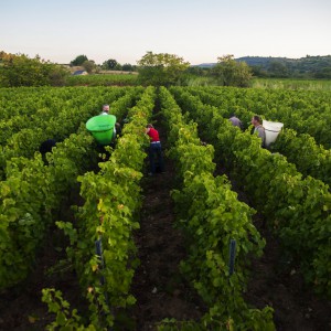 L’elaboration des vins rosés au Domaine de l’Arjolle