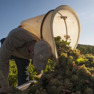 Vendanges des blancs 2014 au Domaine de l’Arjolle