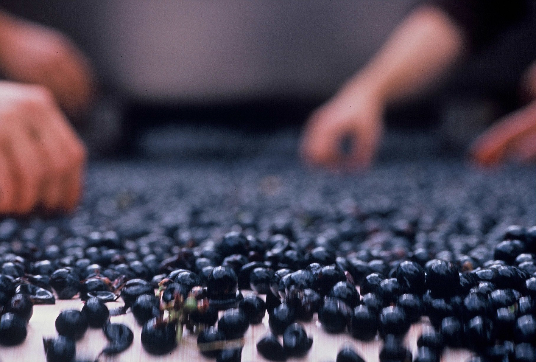 Une nouvelle façon de trier le raisin