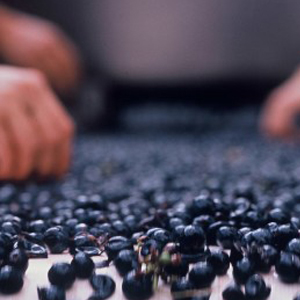 La Fin des Vendanges 2014