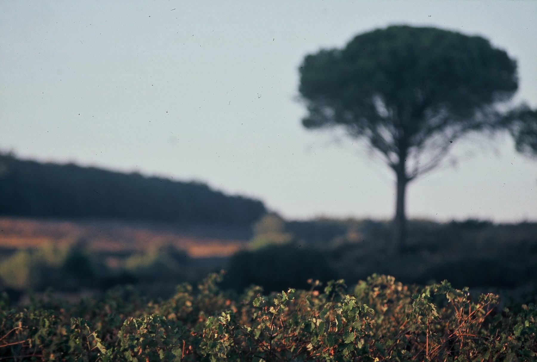 La Taille à l’Arjolle