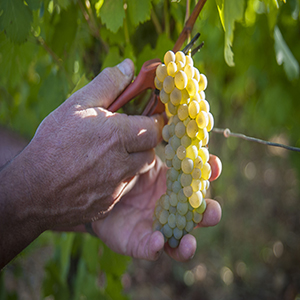 Le Carnet des Vendanges 2015