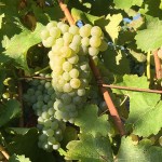 Grappe de Sauvignon Blanc