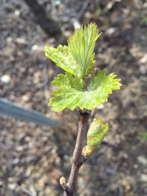 Sortie des premiers bourgeons