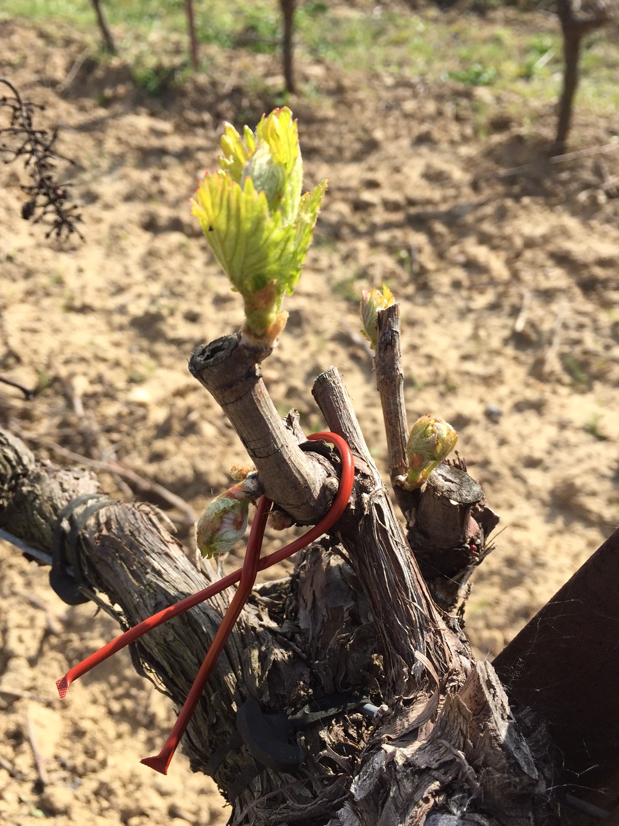 Le Bio-contrôle, une alternative aux traitements :