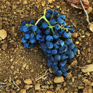 Carnet des vendanges 2016