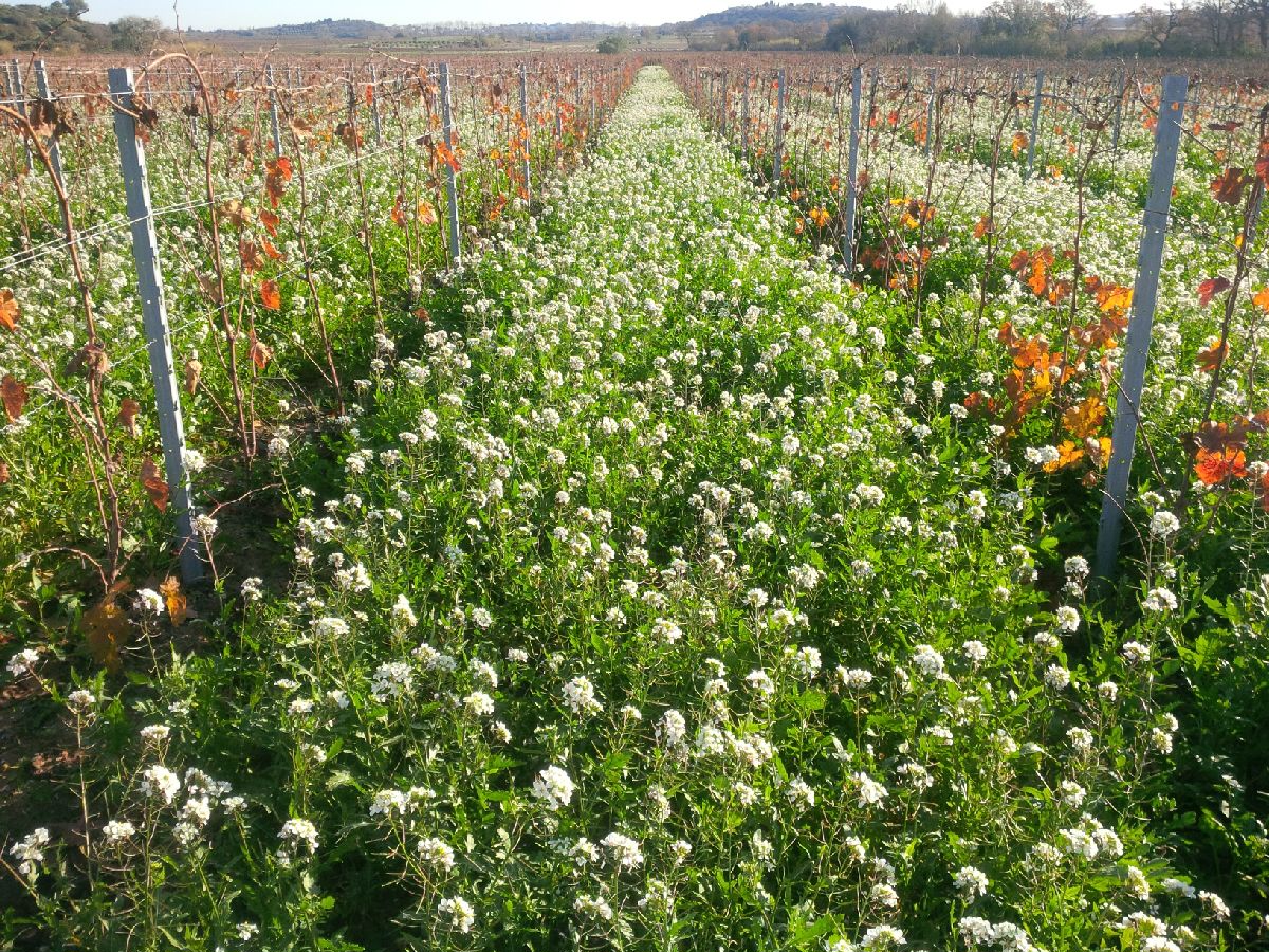 Les abeilles fêtent le réveillon