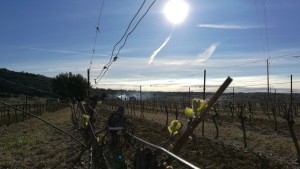 Repas de fin de taille