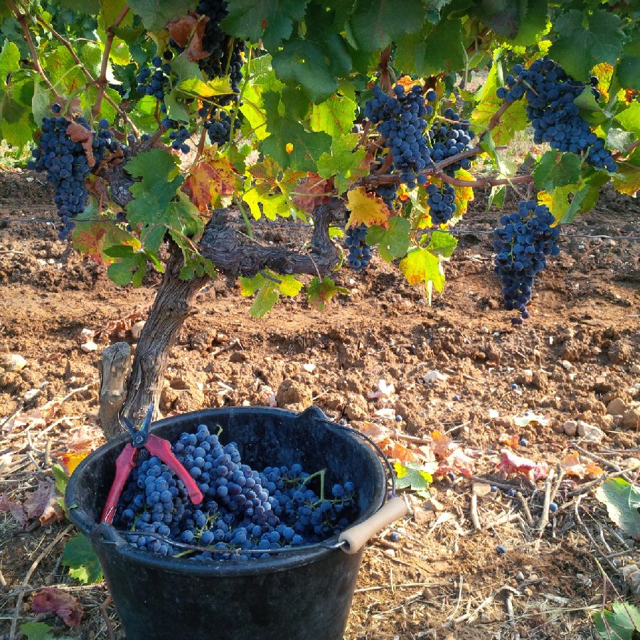 La fin des vendanges, ça se fête !!!