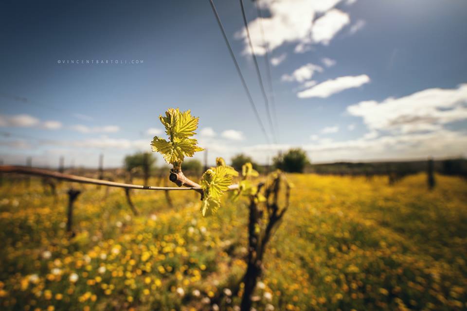 Le printemps à l’Arjolle