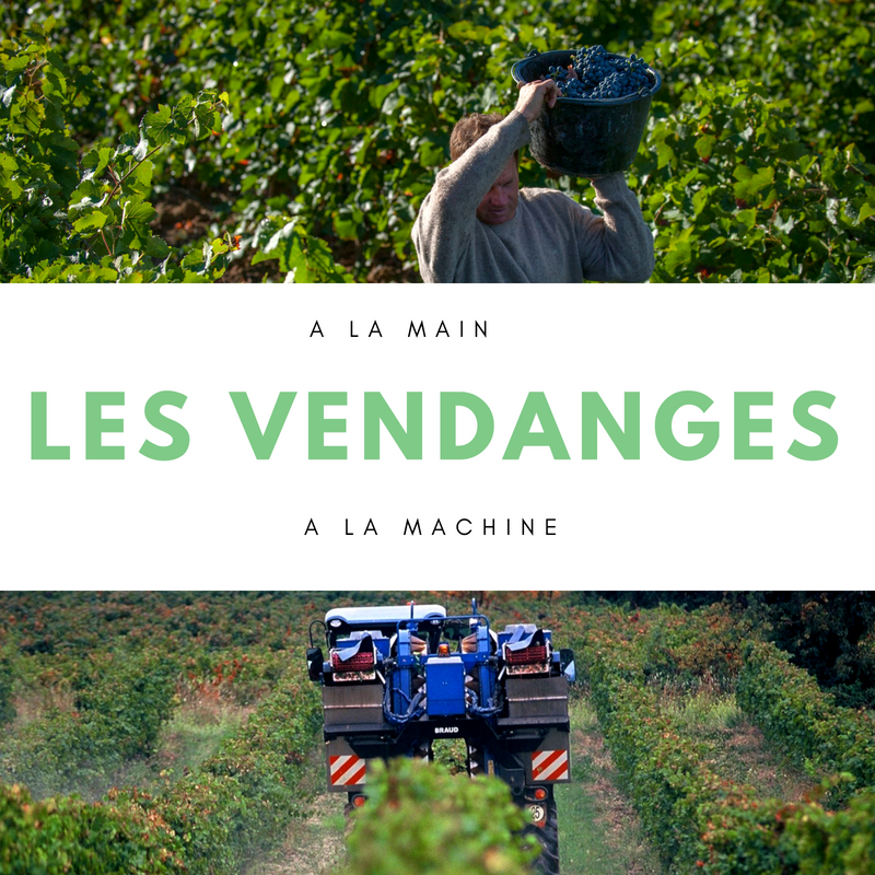 Vendange manuelle ou mécanique ?