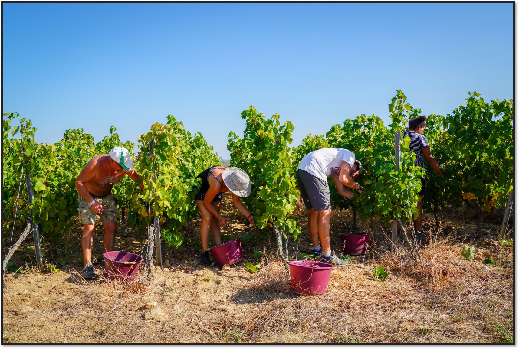 Carnet de vendanges 2018