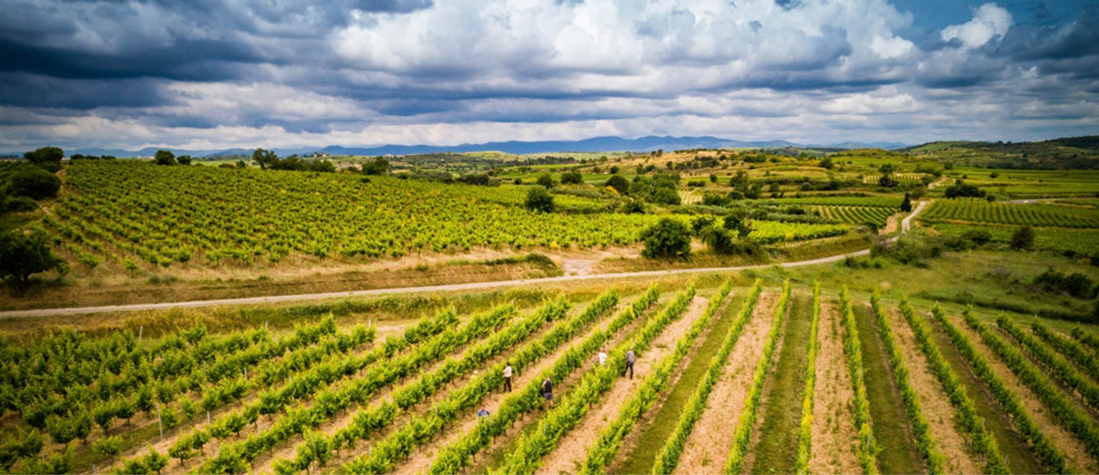 Le vignoble du Domaine de l'Arjolle