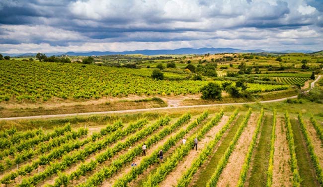 Le domaine de l'Arjolle dans l'Hérault