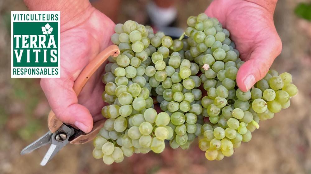 vignoble Terra Vitis